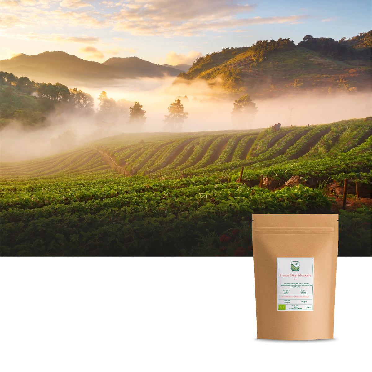 Freeze Dried Pineapple