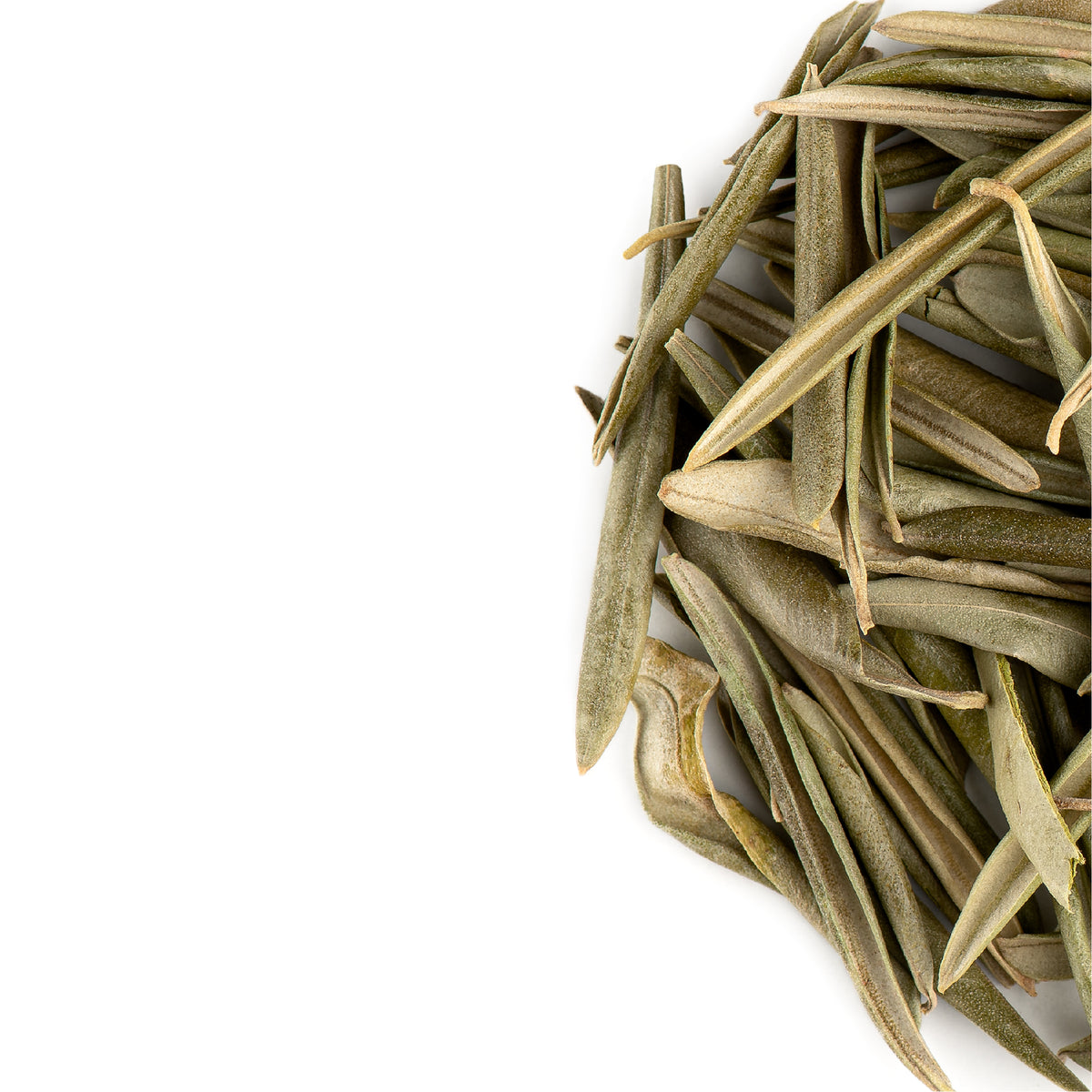 Olive Leaf