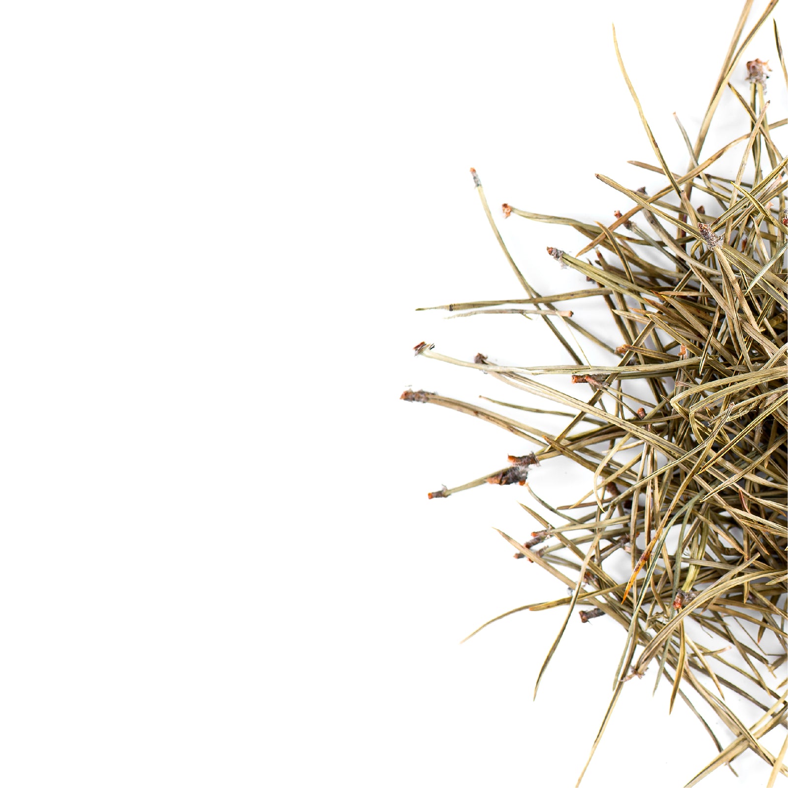 Pine Needle 100g
