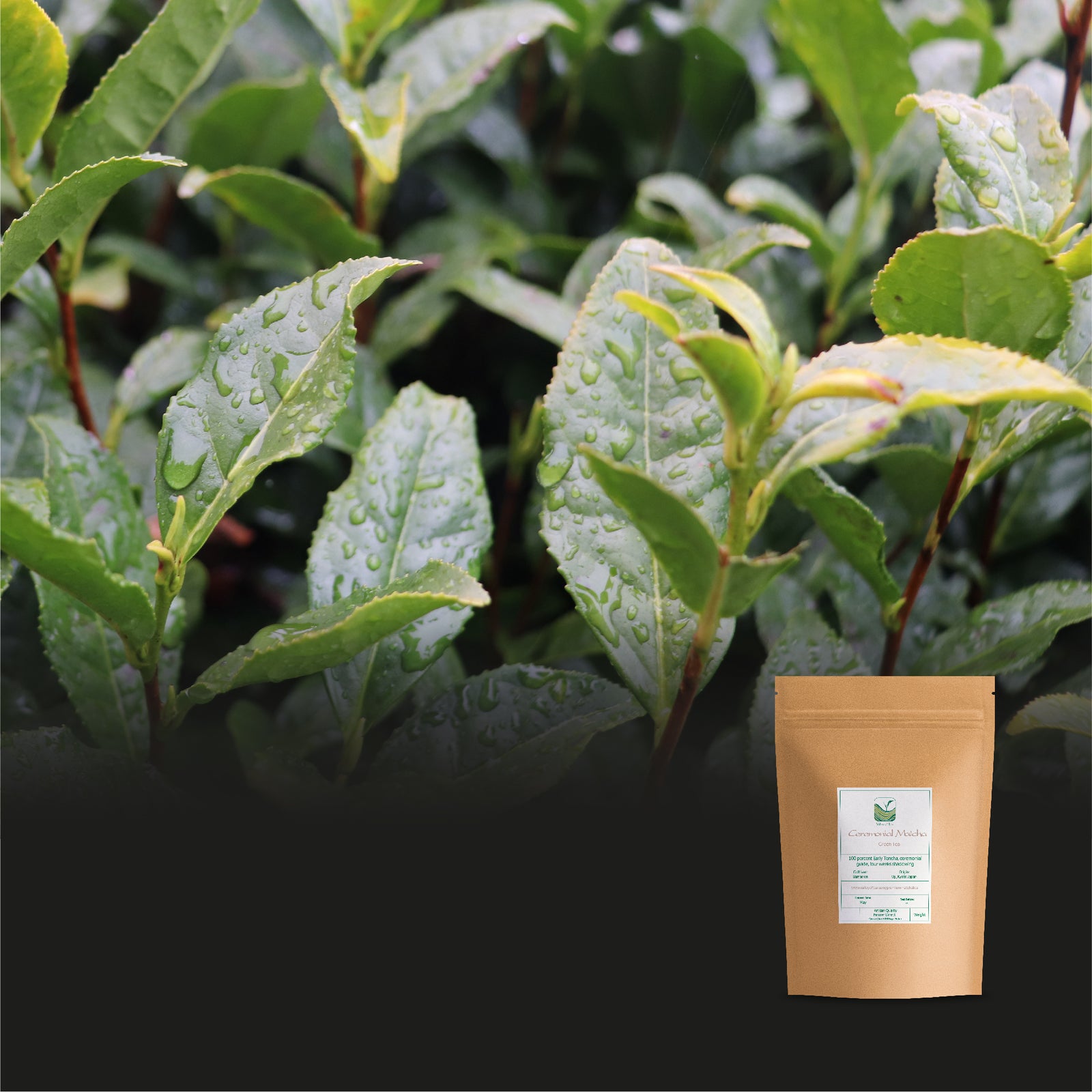 Matcha Ceremonialna