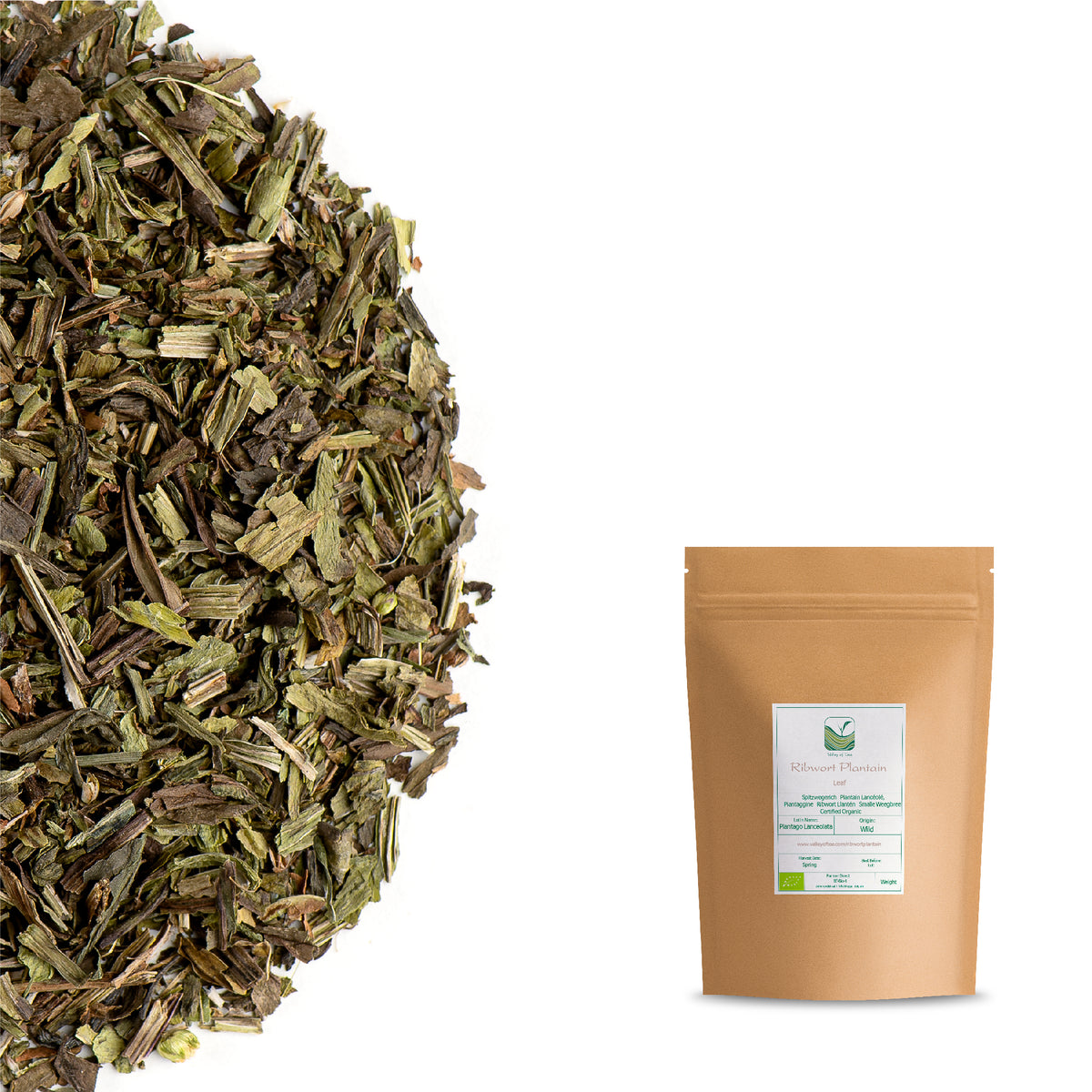 Ribwort Plantain