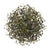 Sencha